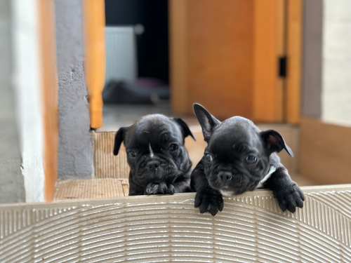 Cachorros Bulldog Francés