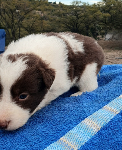 Macho Border Collie, Chocolate Con Pedigree Internacional 