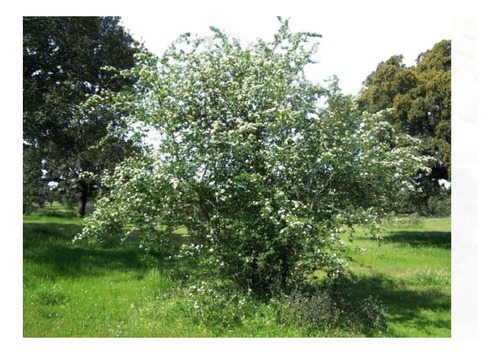 Semillas De Esino Albar O Blanco, Crataegus Monogyna