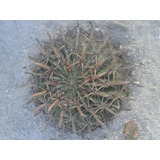 Biznaga Cactus