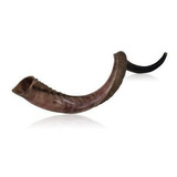 Shofar Cuerno Kudu Natural De 20 A 22 Pulgadas Pulido A Medi