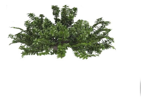 Ligustrina Planta Arbusto Ornamental