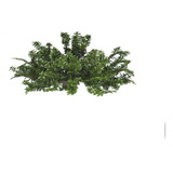 Ligustrina Planta Arbusto Ornamental