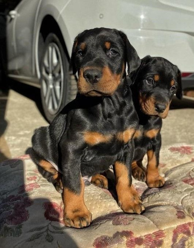 Filhotes De Doberman 