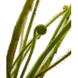 Drosera Filiformis - Plantas Carnívoras 