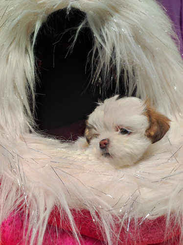 Perrita Shih Tzu 