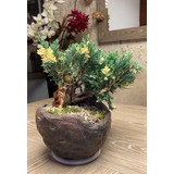 Exclusivo Bonsai Pino San Jose 3 Años / Envio Solo Bogota