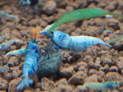 Camarão Taiwan Blue Bolt - Shrimp Caridina