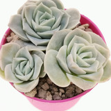 Suculenta Echeveria Lovely Rose Forma De Rosa Black Friday