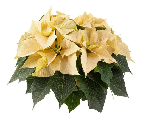 2 Mudas De Bico De Papagaio / Flor Do Natal - Cor Amarela