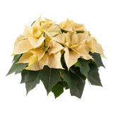 Muda De Bico De Papagaio / Flor Do Natal - Mudas Amarela