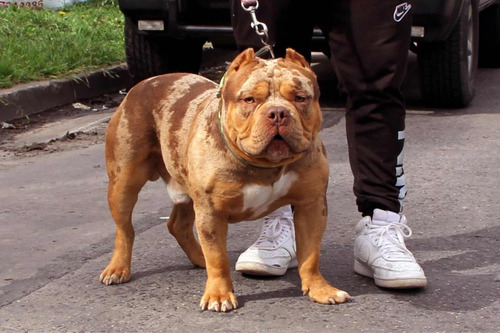 Cachorros American Bully Merle Con Registro Abkc