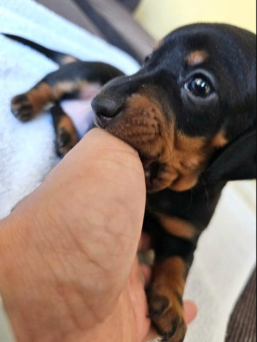 Salchicha Mini Dachshund