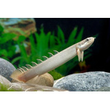 Polypterus Senegalus Importada 5 A 7cm (peixes Ornamentais)