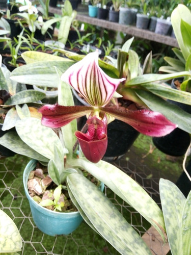 Orquídea Semillas De Zapatico (paphiopedilium Sp).