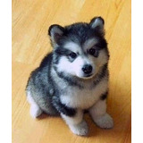 Cachorros De Raza Alaska Malamute Ya Vacunados 