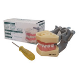 Tipodonto Columbia Pediatrico Dm-ped Modelo De 24 Dientes 