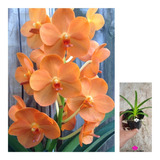 02 Muda Orquídea Vanda Laranja