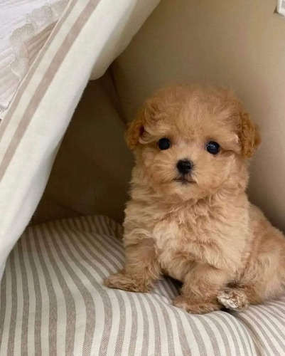 Lindos Maltipoo Perritos 