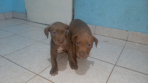 Cachorros Pitbull Machos Con Libreta Sanitaria