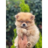 Cachorro Pomeranian Caramelo Pura Raza Animal Pets Colombia