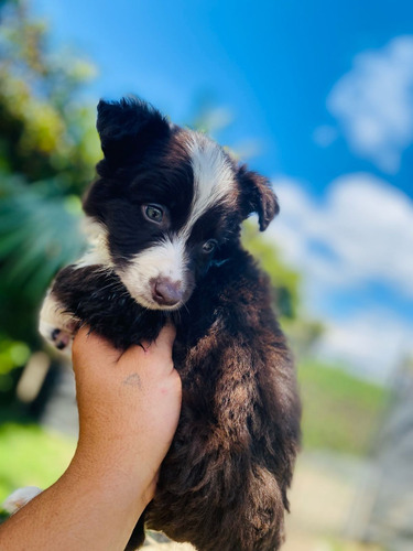 Cachorro Border Collie Chocolate Medellín, Bogotá Animalpets