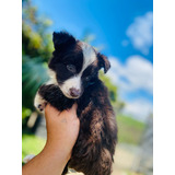 Cachorro Border Collie Chocolate Medellín, Bogotá Animalpets