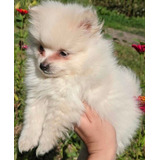 Cachorro Pomerania Lulu Cara De Oso