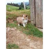 Cachorros Pastor Shetland Bog, Cali Animal Pets Colombia 