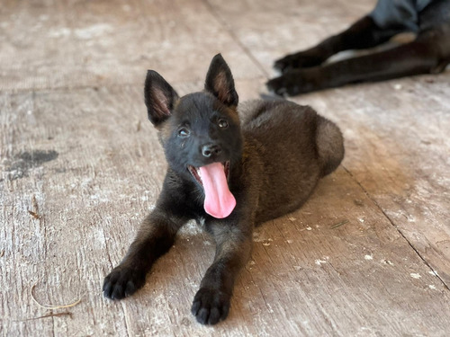 Lindos Pastor Belga Malinois