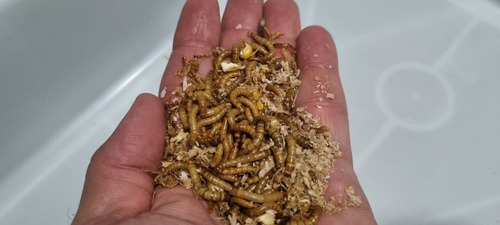 Tenebrios Molitor ( 1000 Larvas Vivas )