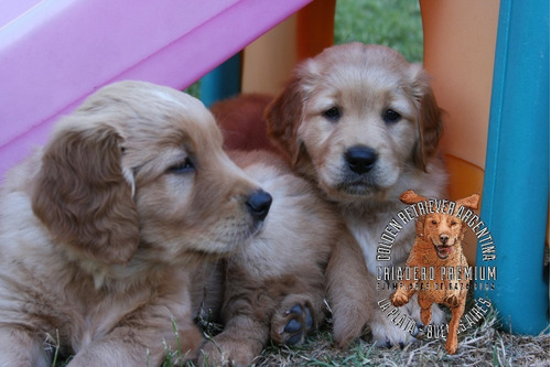 Cachorros Golden Retriever Hembras Y Machos, 100% Puross