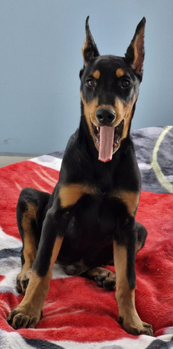 Cachorros Doberman