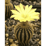 Cactus Exótico Frailea Raro Flor Amarilla