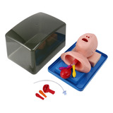 Modelo De Intubación Traqueal Neonatal Analógica Dual Pu