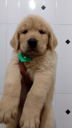 Golden Retriever Filhotinhos Com Exame E Pedigree 