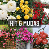 Kit C/06 Mudas De Rosas Trepadeiras 
