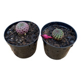 Kit 2 Cacto Rebutia Rauschii + Violacidermis Raro Especial  