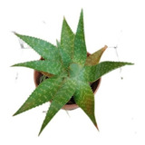 Planta De Aloe Vera Grande. Nuñez