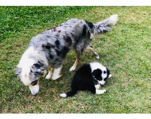 Filhote Macho Border Collie