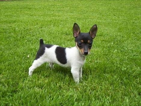 Fox Terrier, Ratonero