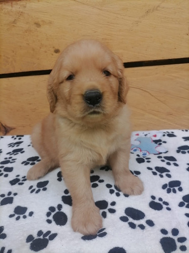 Cachorros Golden Manizales Animal Pets Colombia 