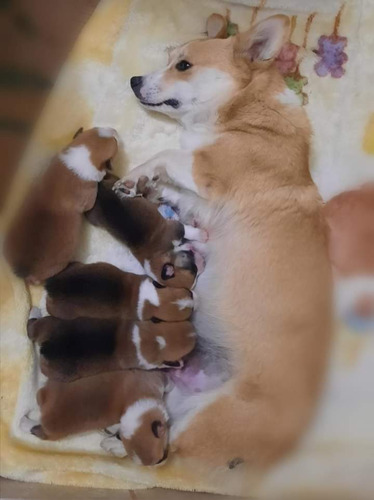 Preciosos Corgi H Y M