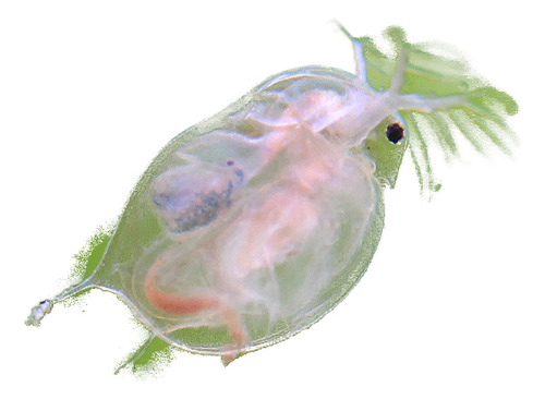 Daphnia Moina + Paramecios  [guppy Discus Betta]