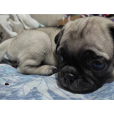 Cachorros Raza Pug 