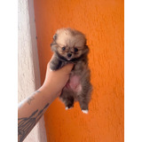 Lulu Da Pomerania Laranja Ursinho Macho