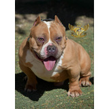 Monta Semental Exotic Bull Merle (american Bully Exotico)