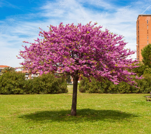 20 Semillas De Árbol Del Amor