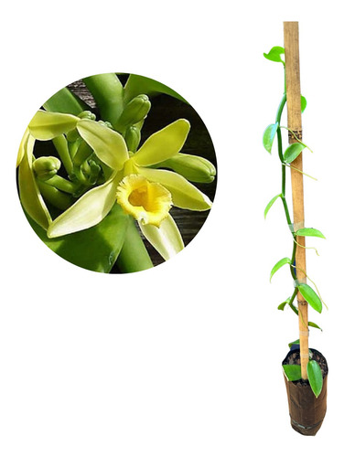Muda De Orquídea Baunilha Trepadeira - Vanilla Planifólia