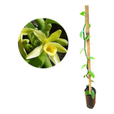 Muda De Orquídea Baunilha Trepadeira - Vanilla Planifólia